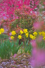 しだれ梅　水仙