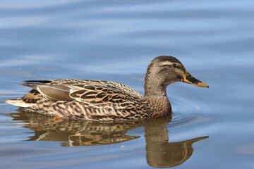 Mallard
