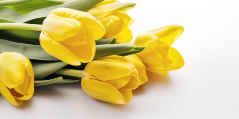 Obraz premium Yellow blooms isolate on white background, generative ai