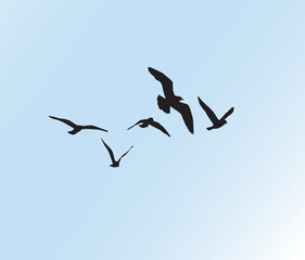 birds in the sky