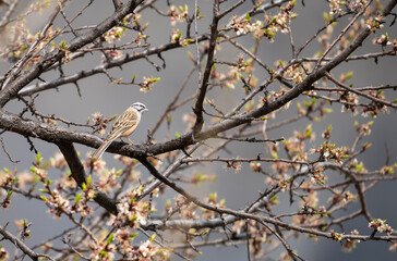 Rock Bunting in Blossom 
