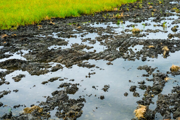 Puddle in field agriculture area in Thailand