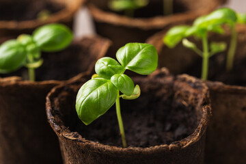Close-up sprout of basil plant seedlings in biodegradable pot. Selective focus. Home gardening. Macro with shallow dof.