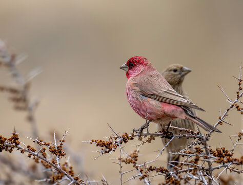 Great rosefinch on Bush in Himalaya range 