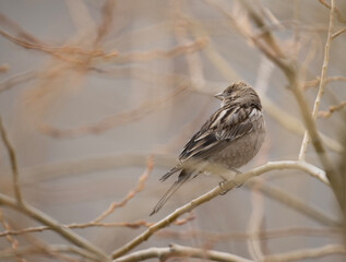 Plain Mountain Finch (Leucosticte nemoricola)bird Sitting in Tree 