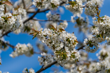 A sprig of white flowers blooms on a cherries tree in garden against a blue sky, closeup
