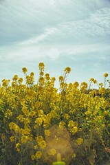 Obraz premium 菜の花 