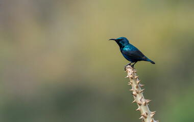 Purple sunbird perched on a branch