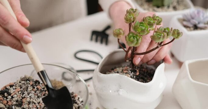 Woman adding soil into pot with Aeonium house while planting potting