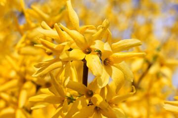 Bright yellow flowers of Forsythia koreana