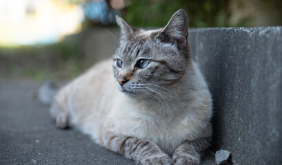 Fototapeta premium 見つめる猫