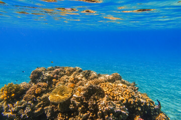 clear blue sea water and a reef with corals during snorkeling in egypt
