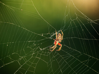 Obraz premium Wolf Spider In Web