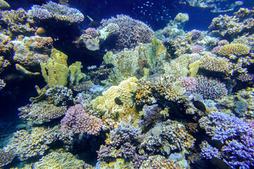 mazing wonderland in the red sea with colorful corals in egypt