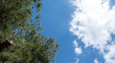 Pine tree touching blue sky with one white cloud background. Nature, under view.
