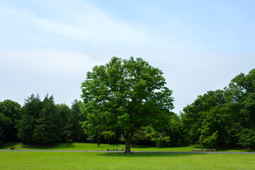 green tree