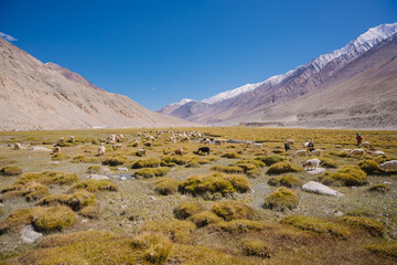 sheep in the grassland, beautiful landscape with surrounding mountains and blue sky. Beautiful scenery on the way to pangong lake, Leh, Ladakh, Jammu and Kashmir, India