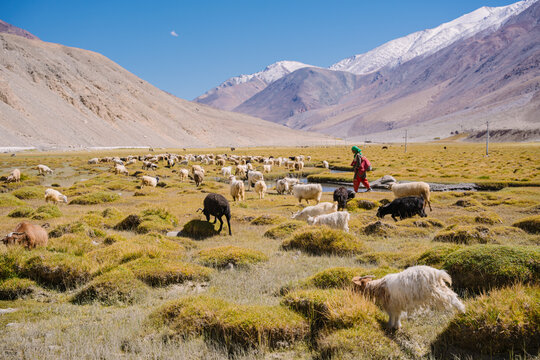 sheep in the grassland, beautiful landscape with surrounding mountains and blue sky. Beautiful scenery on the way to pangong lake, Leh, Ladakh, Jammu and Kashmir, India