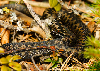 Common European adder or common European viper (Vipera berus) basking in early spring.
