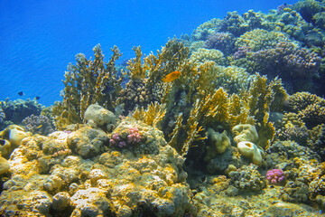 yellow corals in blue sea water during diving on vacation in egypt