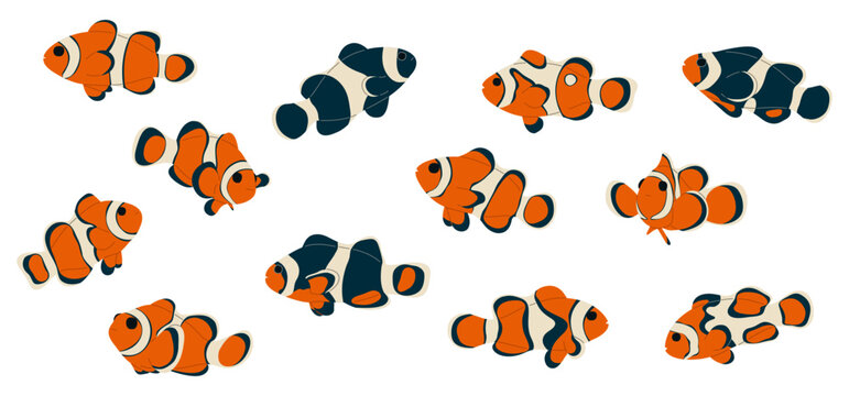 Anemonefish Collection 1 cute on white background, vector illustration. 