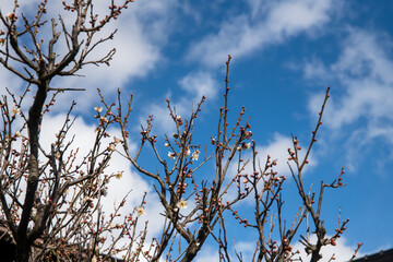 自宅近辺の白梅
