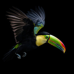 Keel-Billed Toucan Action Shot on Black Background - Made with Generative AI