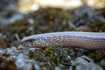 Close-up shot of Slow worm lizard
