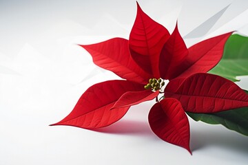 AI Generative Red Poinsettia A Captivating Study in Minimalist Photography