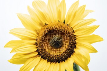 Fototapeta premium AI Generative Blooming in Simplicity Capturing the Beauty of Minimalism in Sunflowers
