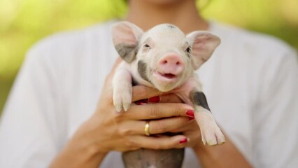 Portrait of Cute Domestic Piglet with Pink Snout and Curious Eyes on Rustic Farm