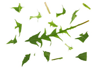 Fototapeta premium Dandelion green leaf isolated on white, top view, clipping path