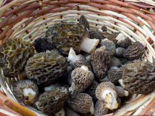 it is more logical to collect morel mushrooms with a basket
