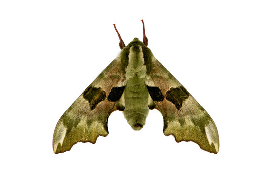 Mimas tiliae, the lime hawk-moth, is a moth of the family Sphingidae. It is found throughout the Palearctic region and the Near East, and has also been identified in Canada  and in northern Spain,