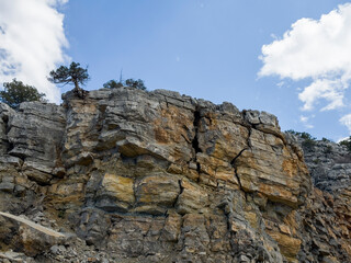 Fototapeta premium The resilience, durability and survival of the tree on the cliff