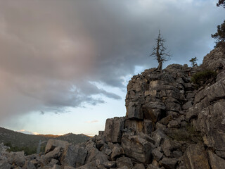 The resilience, durability and survival of the tree on the cliff