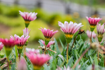 Fleurs et Abeilles : Composition par Similarité

