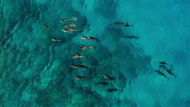 Aerial: Drone Panning Shot Of Pod Of Dolphins Swimming Together In Turquoise Wavy Sea - Oahu, Hawaii