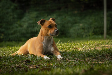 dog on grass looking alert