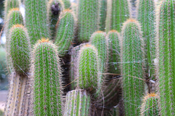 close up of cactus plants and thorns