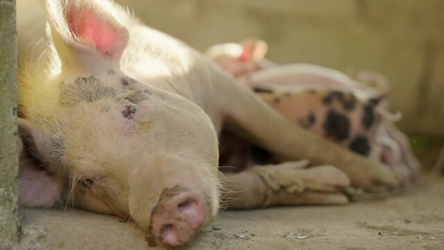 Serene farm scene with mummy pig nursing cute baby piglets, motherhood