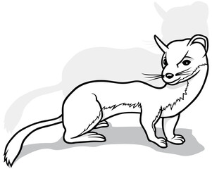 Drawing of a Slender Weasel from Side View