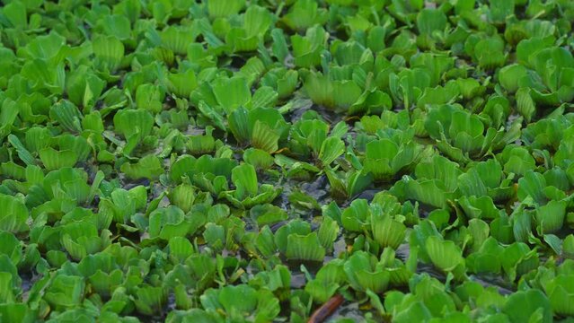 catfish eat food in pond from feeding in rural