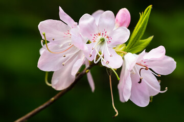 Naklejka na ściany i meble Flowering Rhododendron vaseyi often referred to as 'Pinkshell Azalea'.