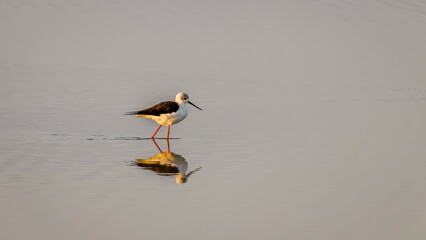 Black winged stilt (Himantopus himantopus) with reflection, Amboseli National Park, Kenya.