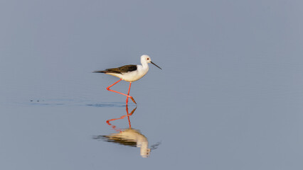 Black winged stilt (Himantopus himantopus) with reflection, Amboseli National Park, Kenya.