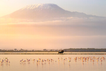 Panorama of Mount Kilimanjaro with a flock af flamingo in the foreground in beautiful morning...