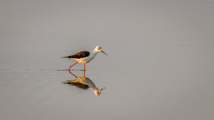 Black winged stilt (Himantopus himantopus) with reflection, Amboseli National Park, Kenya.