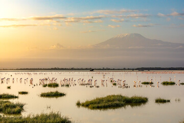 Panorama of Mount Kilimanjaro with a flock af flamingo in the foreground in beautiful morning light. Amboseli national park, Kenya.
