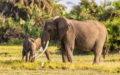 Fototapeta premium Elephant ( Loxodonta Africana) with calf, Amboseli National Park, Kenya.